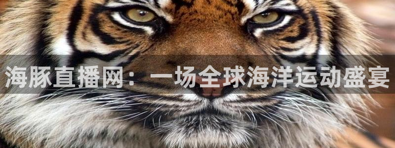 海豚直播网：一场全球海洋运动盛宴