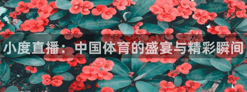小度直播：中国体育的盛宴与精彩瞬间