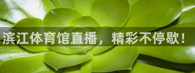 滨江体育馆直播，精彩不停歇！